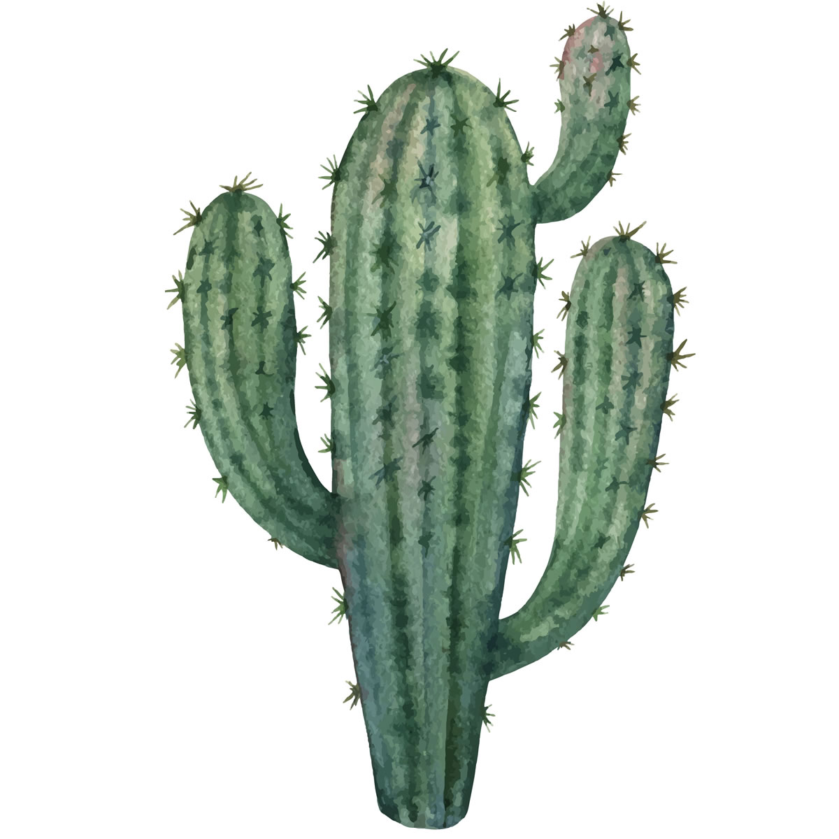 Tell us about a Cactus